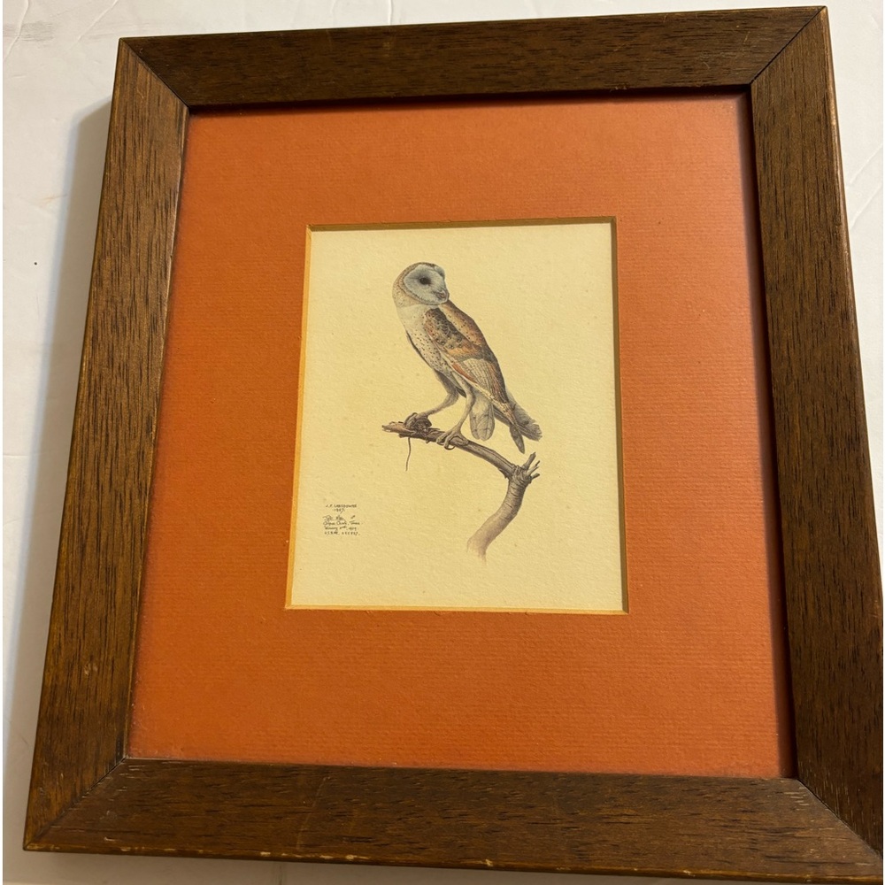 J. F. LANSDOWNE Matted and Framed Print Tyto alba Barn Owl 1967